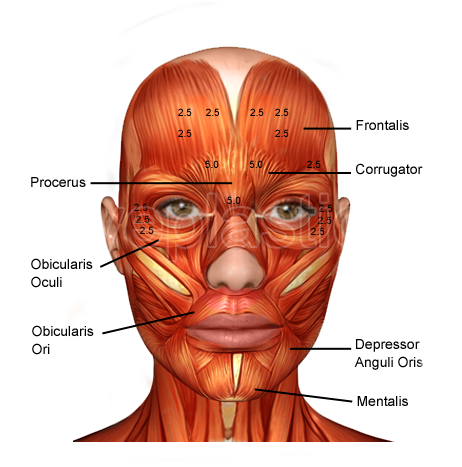 Facial muscles targeted by botulinum toxin โ anatomy diagram