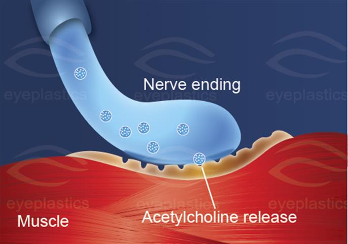 SNARE protein complex โ toxin target