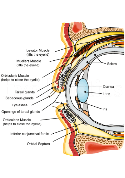 Anatomy Image