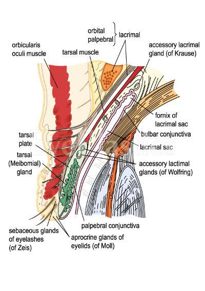 Anatomy Image