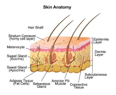 Anatomy Image: Diagram showing the anatomy of human skin with labeled structures